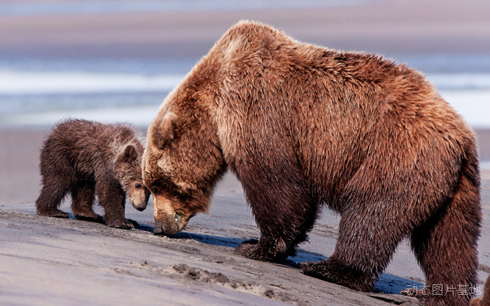 图片描述：狗熊，粽熊，棕熊，母亲，母子,尺寸：2560X1600px 