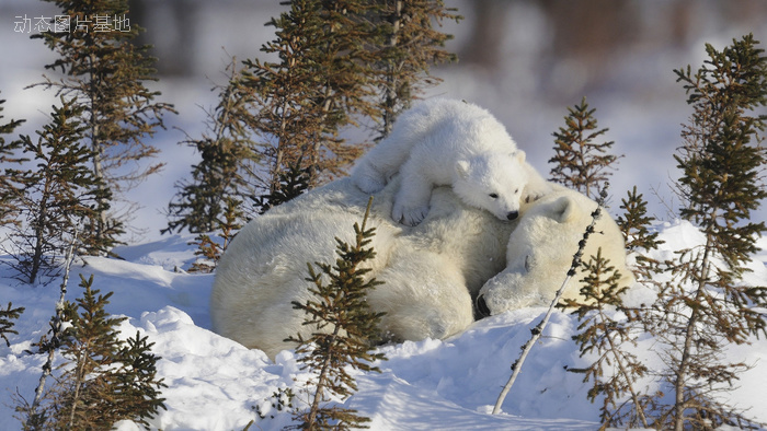 图片描述：狗熊，北极熊，母亲，母子,尺寸：1920X1080px 