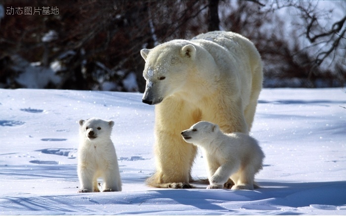 图片描述：北极熊，熊,尺寸：1920X1200px 