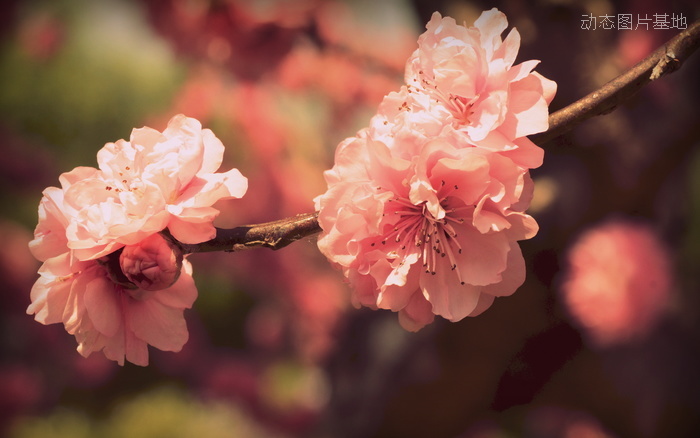 图片描述：樱花，日本樱花,尺寸：2560X1600px 