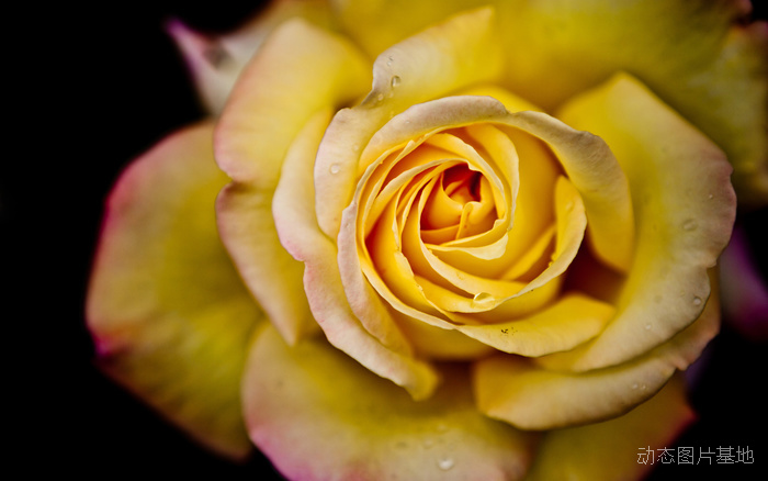 图片描述：玫瑰花，玫瑰，黄玫瑰,尺寸：2560X1600px 