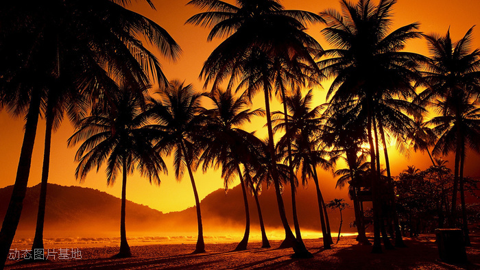 图片描述：热带，风景，海边，唯美，椰树，椰子树，唯美风景,尺寸：1920X1080px 