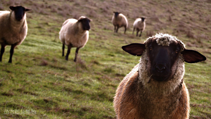 图片描述：羊，羊子,尺寸：1920X1080px 