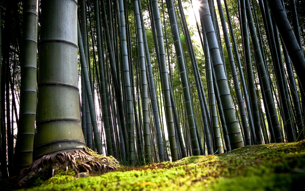 图片描述：竹子，绿竹，竹林，熊猫，国宝,尺寸：2560X1600px 