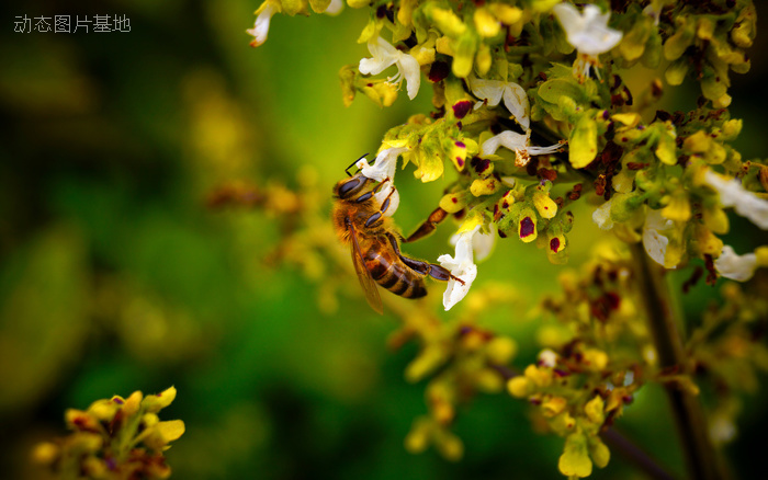 图片描述：蜜蜂，采花，春天,尺寸：2560X1600px 