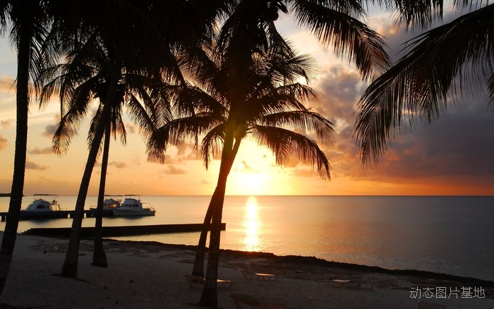 图片描述：椰树，椰子树，海边，唯美，落日，夕阳,尺寸：2560X1600px 