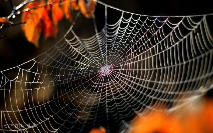 图片描述：蜘蛛网，蜘蛛,尺寸：1920X1200px 