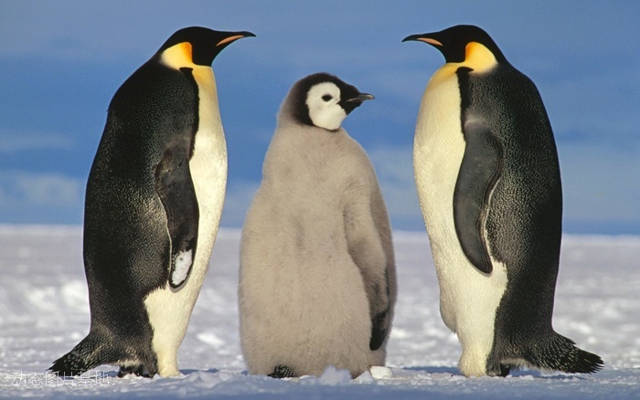 图片描述：企鹅,尺寸：1920X1200px 