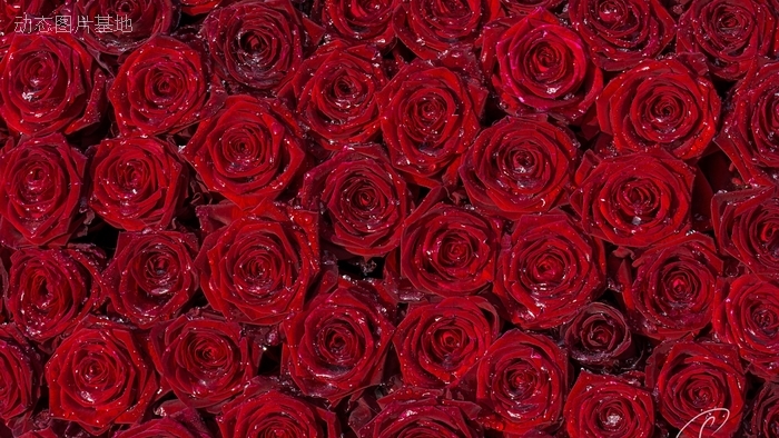 图片描述：玫瑰花,尺寸：1920X1080px 