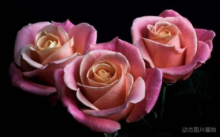 图片描述：玫瑰花,尺寸：1920X1200px 