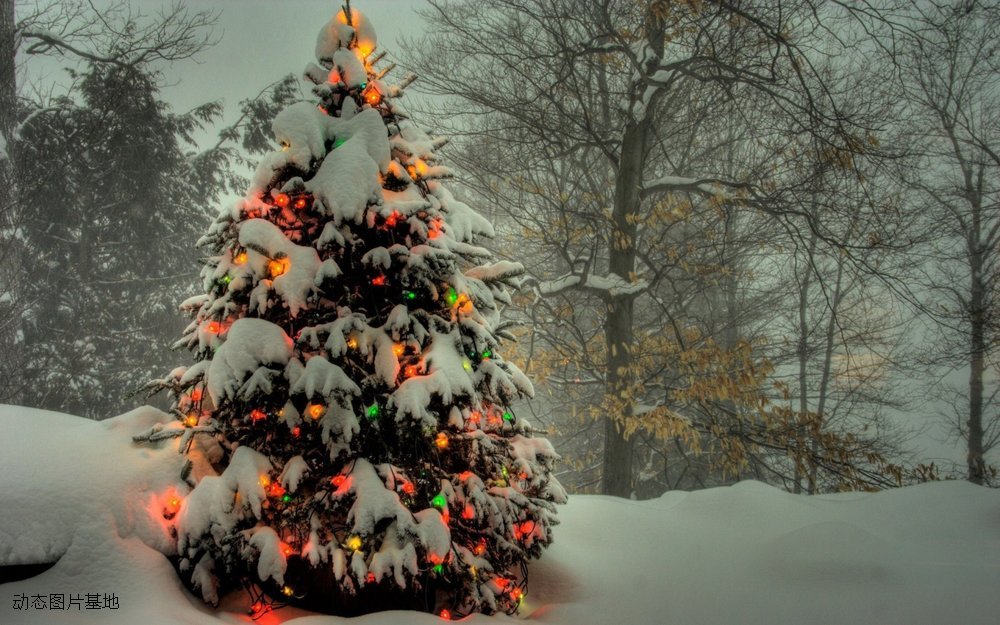 图片描述：圣诞树,尺寸：1920X1200px 