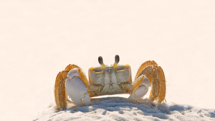 图片描述：沙滩，螃蟹,尺寸：1920X1080px 