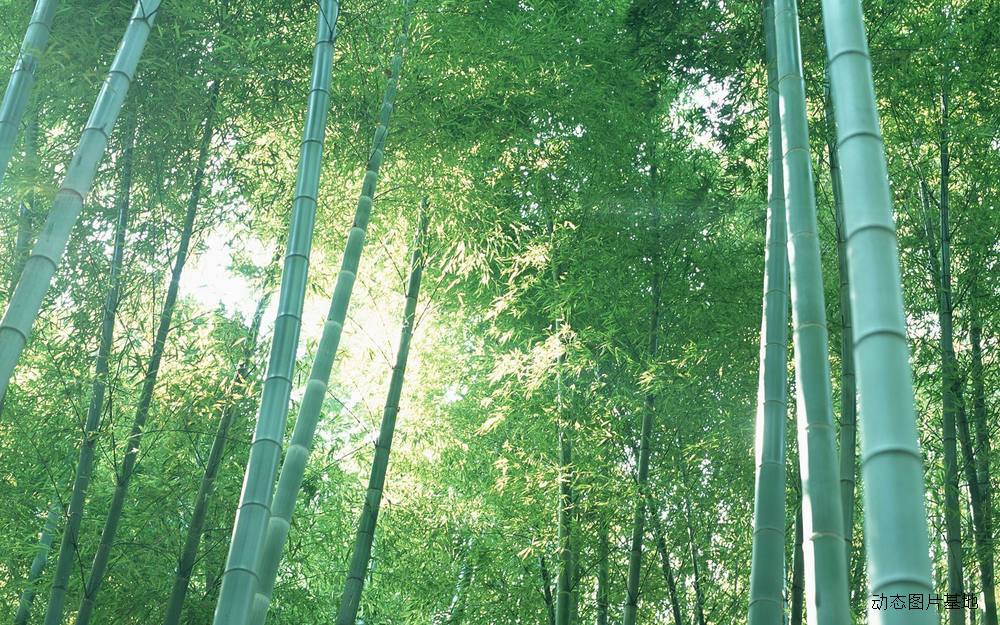 图片描述：竹子,尺寸：1920X1200px 