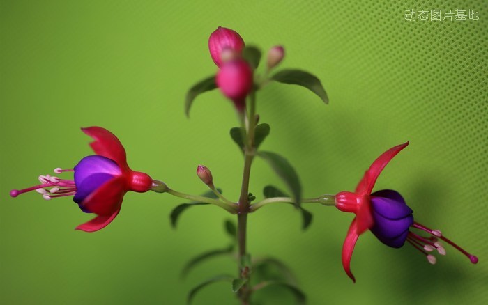图片描述：花卉，海棠花,尺寸：2880X1800px 