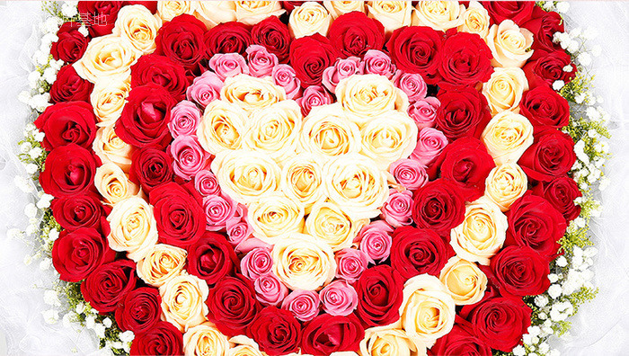 图片描述：玫瑰花，情人节,尺寸：750X424px 