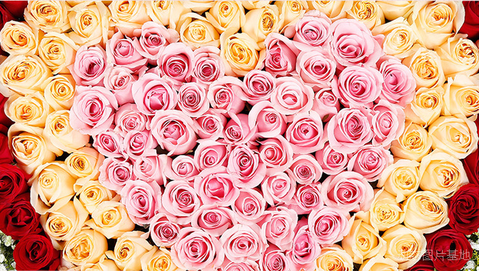 图片描述：玫瑰花，情人节,尺寸：750X424px 