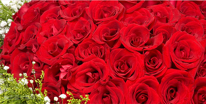 图片描述：玫瑰花，情人节,尺寸：750X381px 