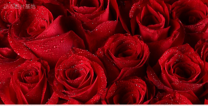 图片描述：玫瑰花，情人节,尺寸：750X384px 