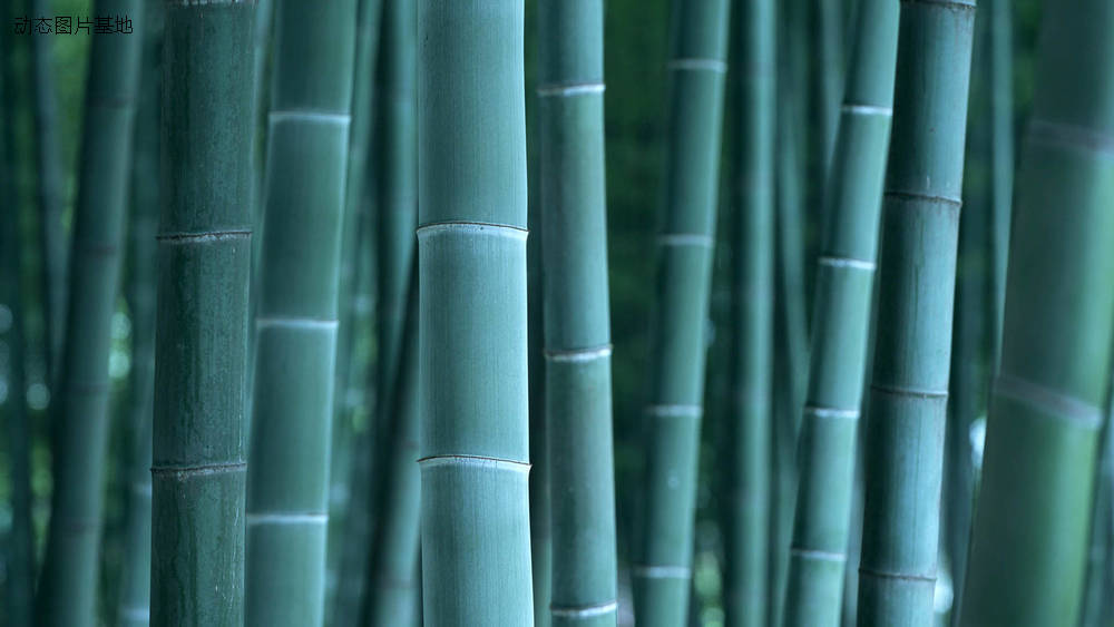 图片描述：竹子,尺寸：1920X1080px 
