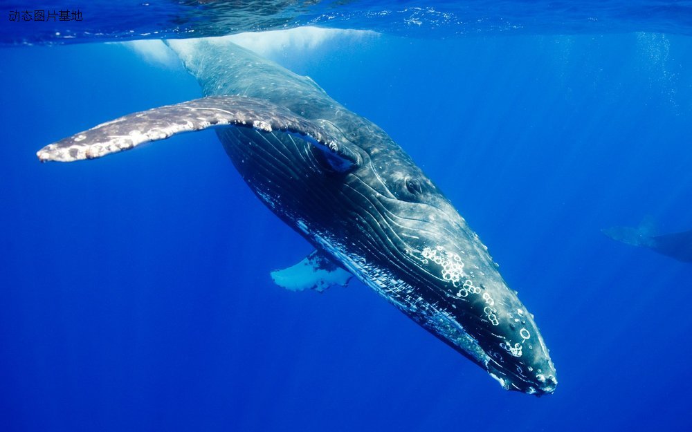 图片描述：鲸鱼，座头鲸,尺寸：1920X1200px 