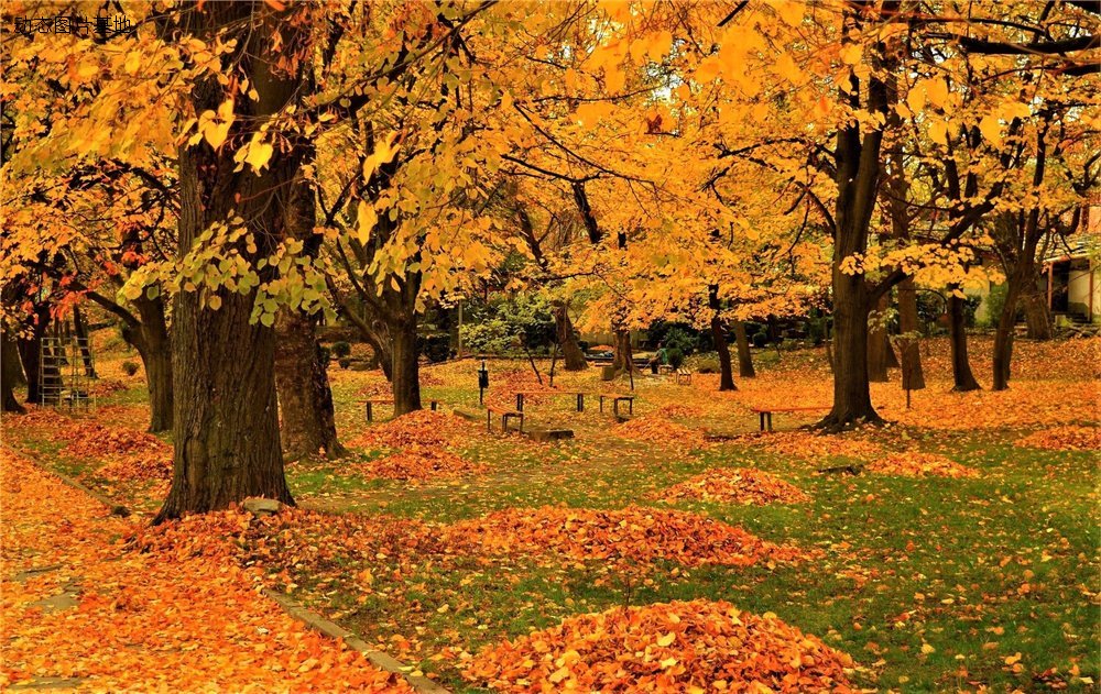 图片描述：落叶，秋天公园,尺寸：1920X1211px 