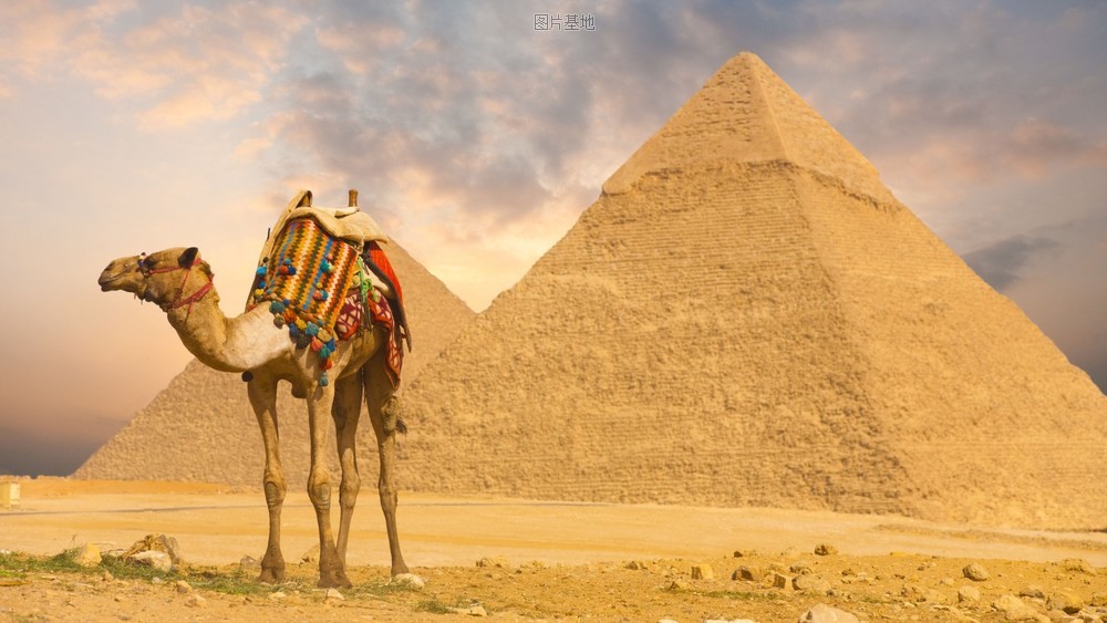 图片描述：骆驼,尺寸：1920X1080px 