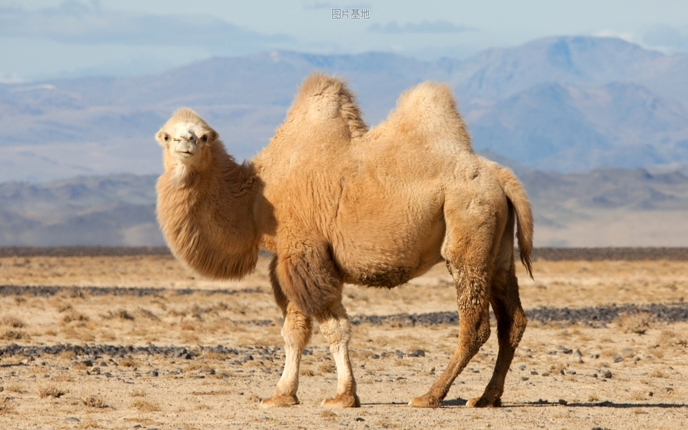 图片描述：骆驼,尺寸：2560X1600px 