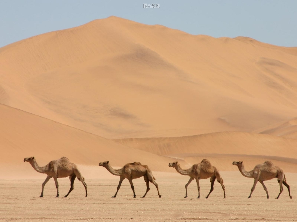 图片描述：骆驼,尺寸：1600X1200px 