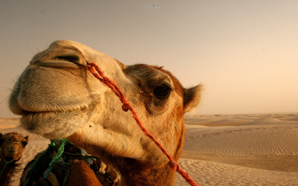 图片描述：骆驼,尺寸：1920X1200px 