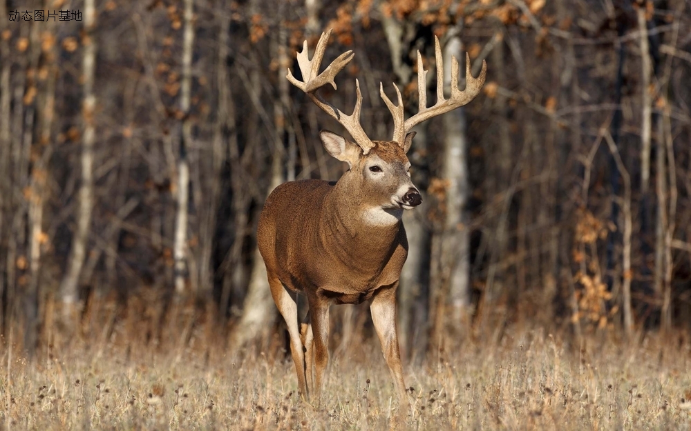 图片描述：deer鹿,尺寸：2560X1600px 