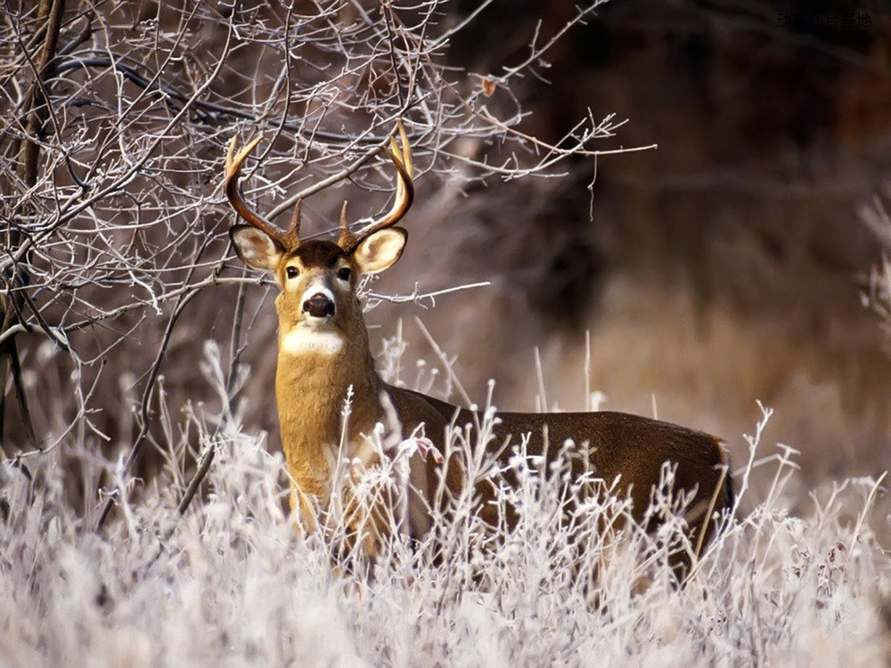 图片描述：deer鹿,尺寸：1024X768px 