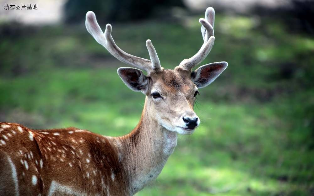 图片描述：deer鹿,尺寸：1920X1200px 