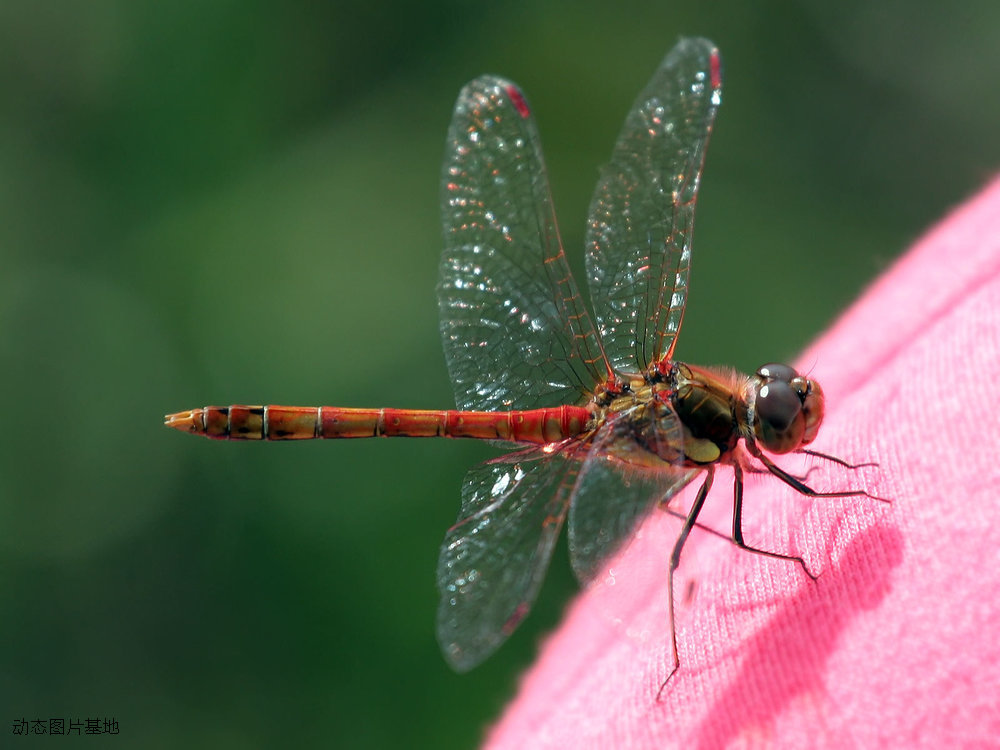 图片描述：红蜻蜓,尺寸：1600X1200px 