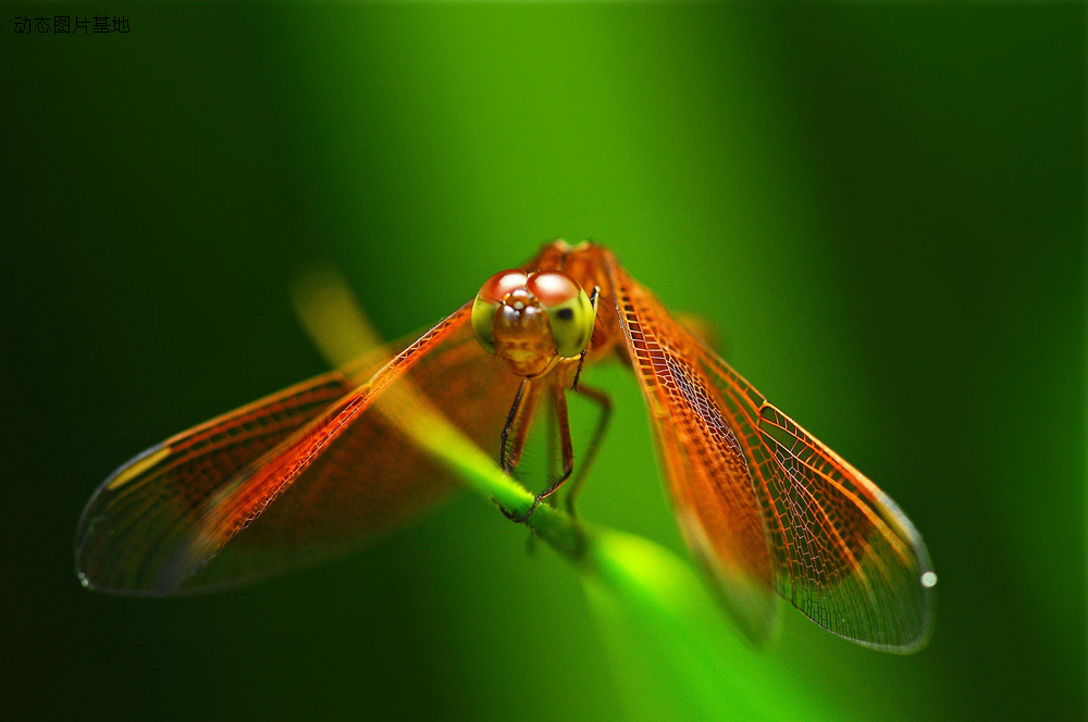 图片描述：红蜻蜓,尺寸：2048X1360px 