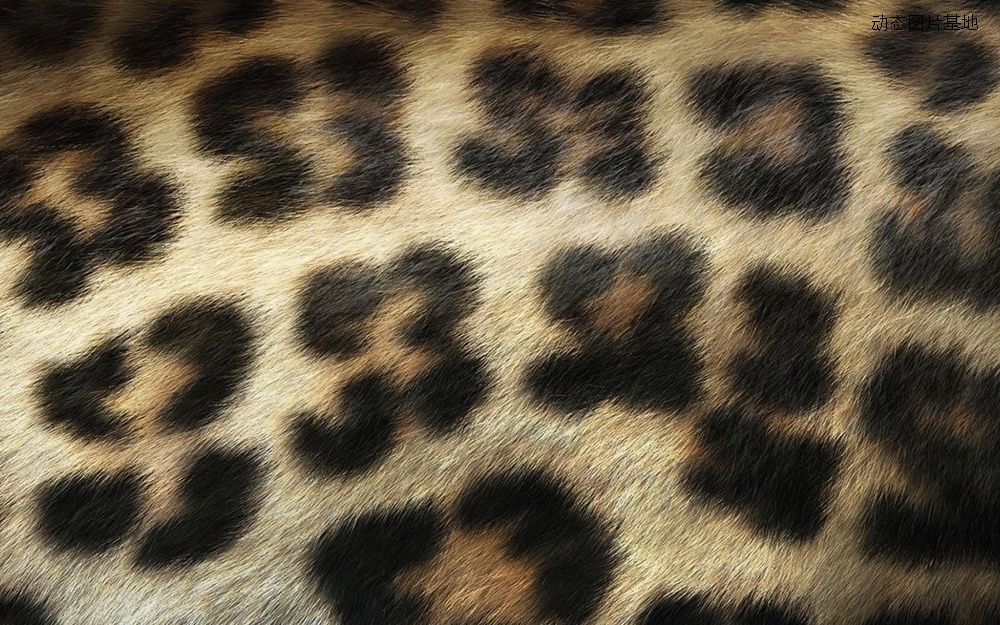 图片描述：豹纹,尺寸：1680X1050px 