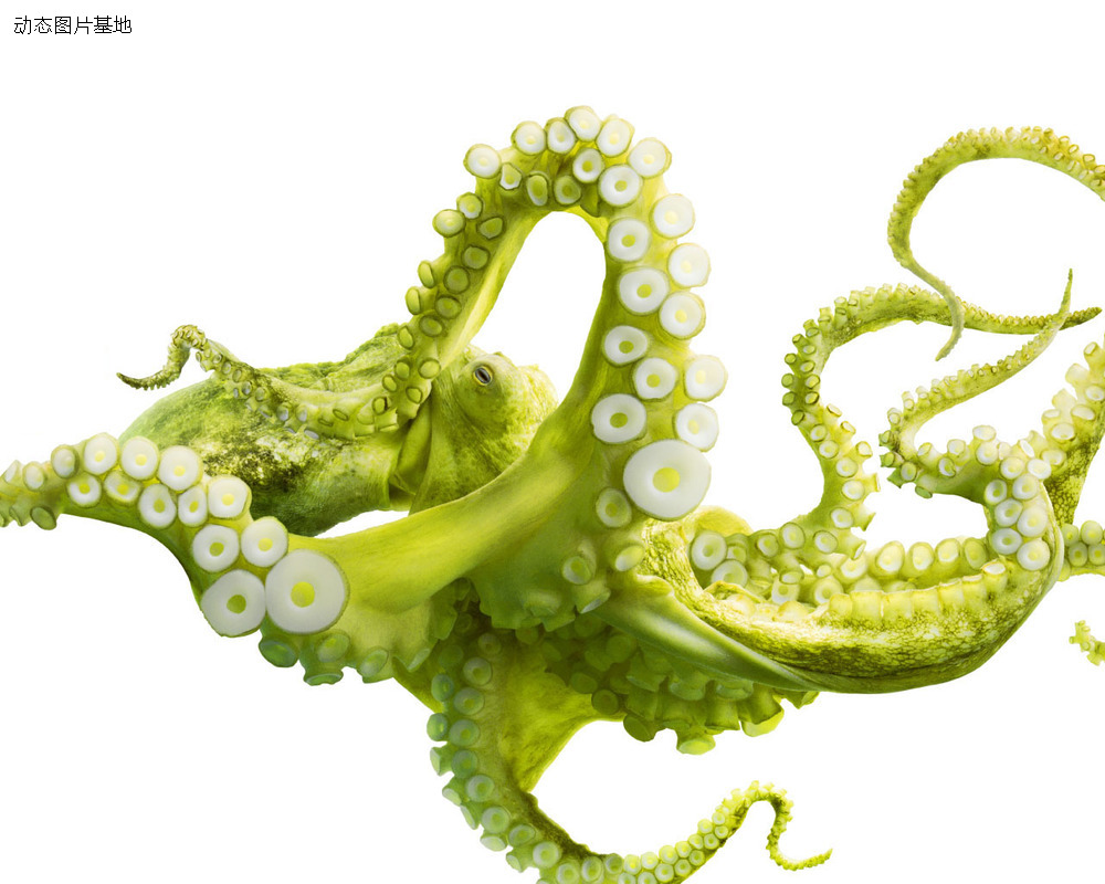 图片描述：章鱼，章鱼动物,尺寸：1280X1024px 