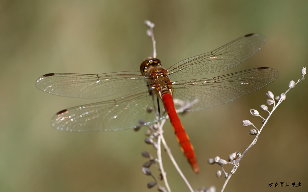 图片描述：红蜻蜓,尺寸：1920X1200px 
