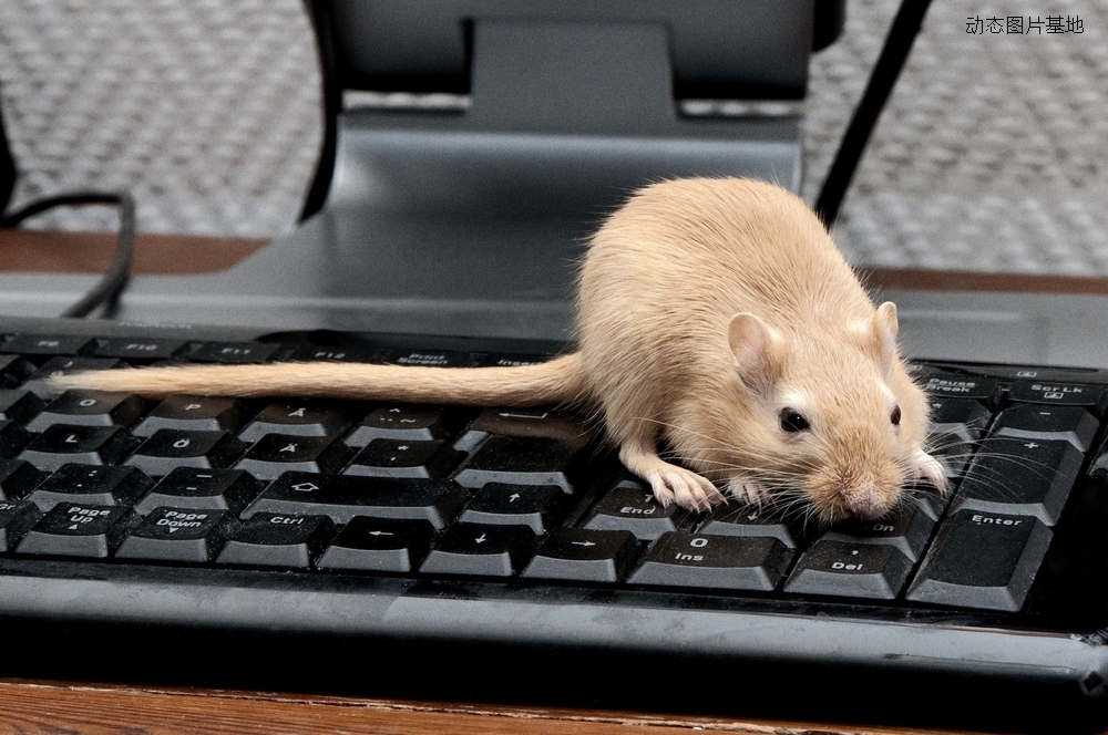图片描述：老鼠，动物老鼠，电脑键盘,尺寸：2560X1700px 