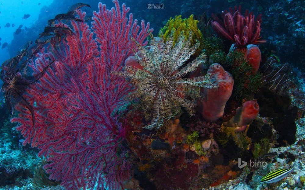 图片描述：珊瑚,尺寸：1920X1200px 