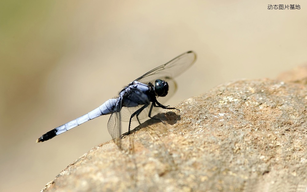 图片描述：蓝蜻蜓,尺寸：1920X1200px 