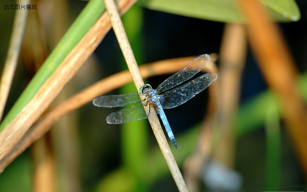 图片描述：蓝蜻蜓,尺寸：2560X1600px 