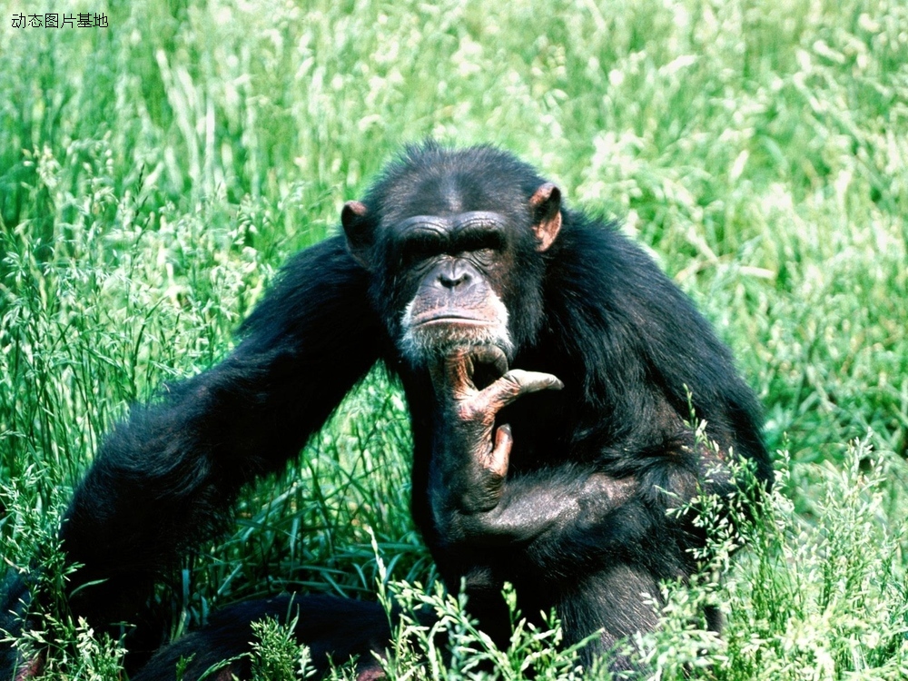 图片描述：黑猩猩,尺寸：1600X1200px 
