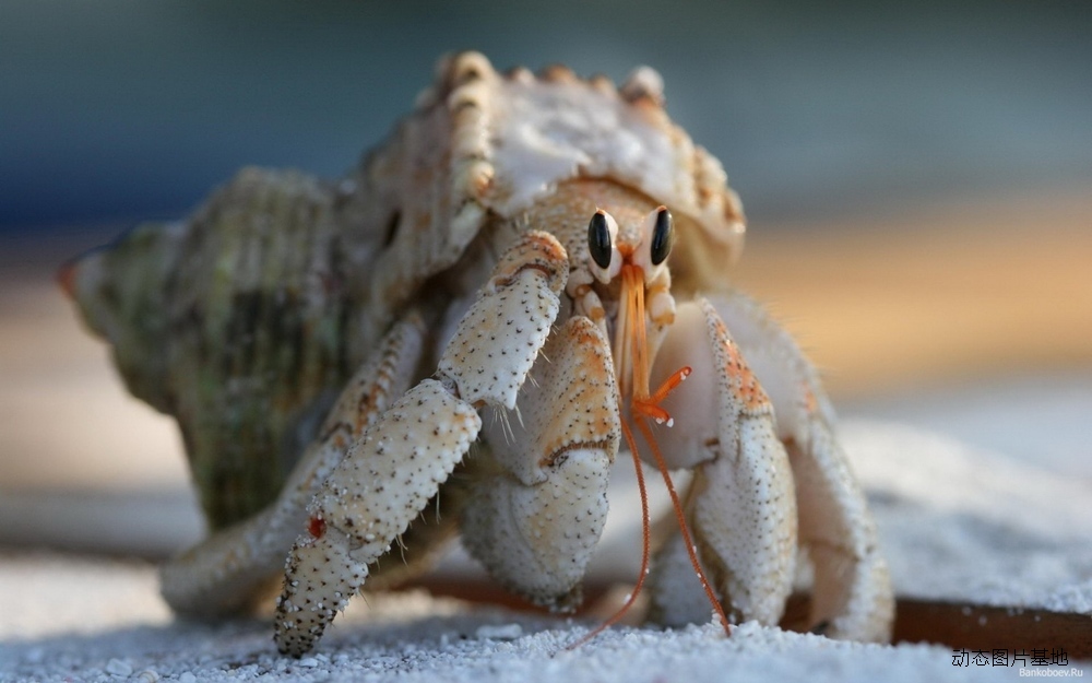 图片描述：螃蟹,尺寸：1680X1050px 