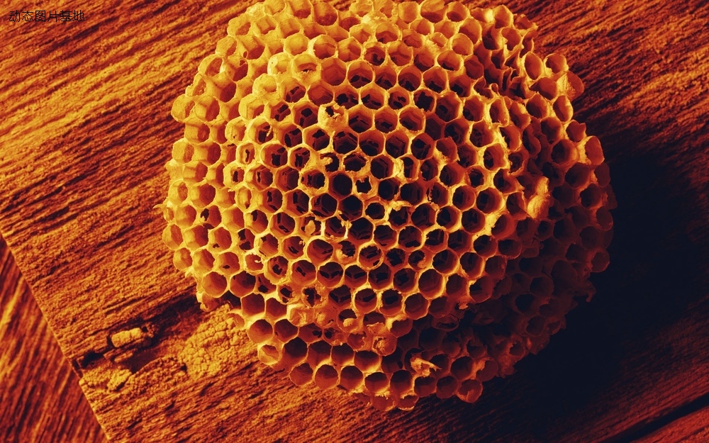 图片描述：蜂窝，蜂巢,尺寸：1920X1200px 