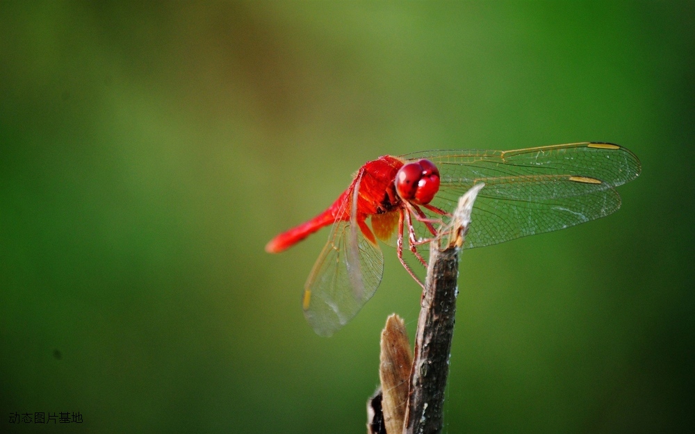 图片描述：红蜻蜓,尺寸：1920X1200px 