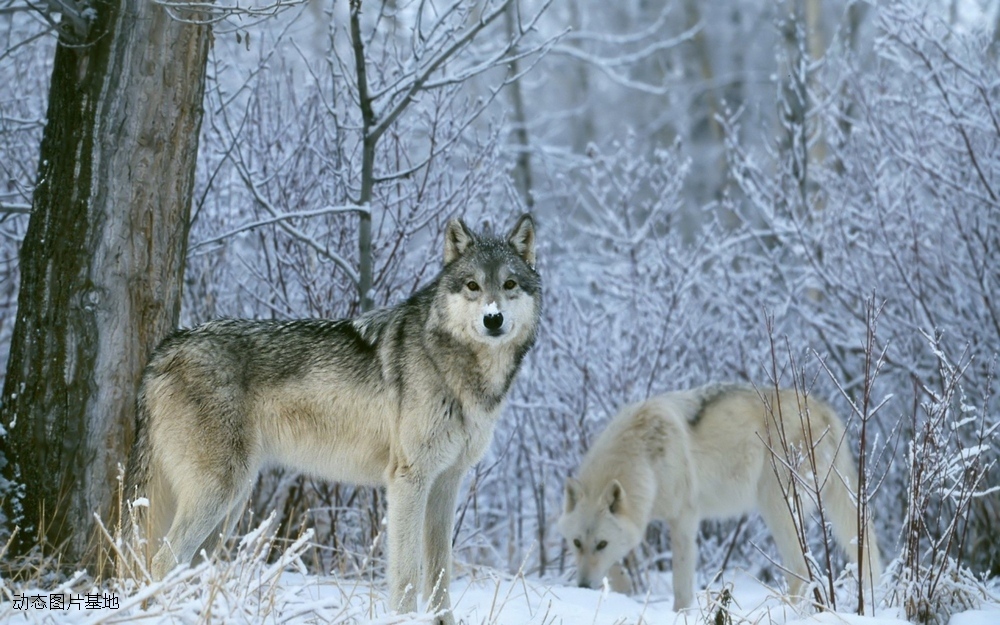 图片描述：野狼,尺寸：1920X1200px 