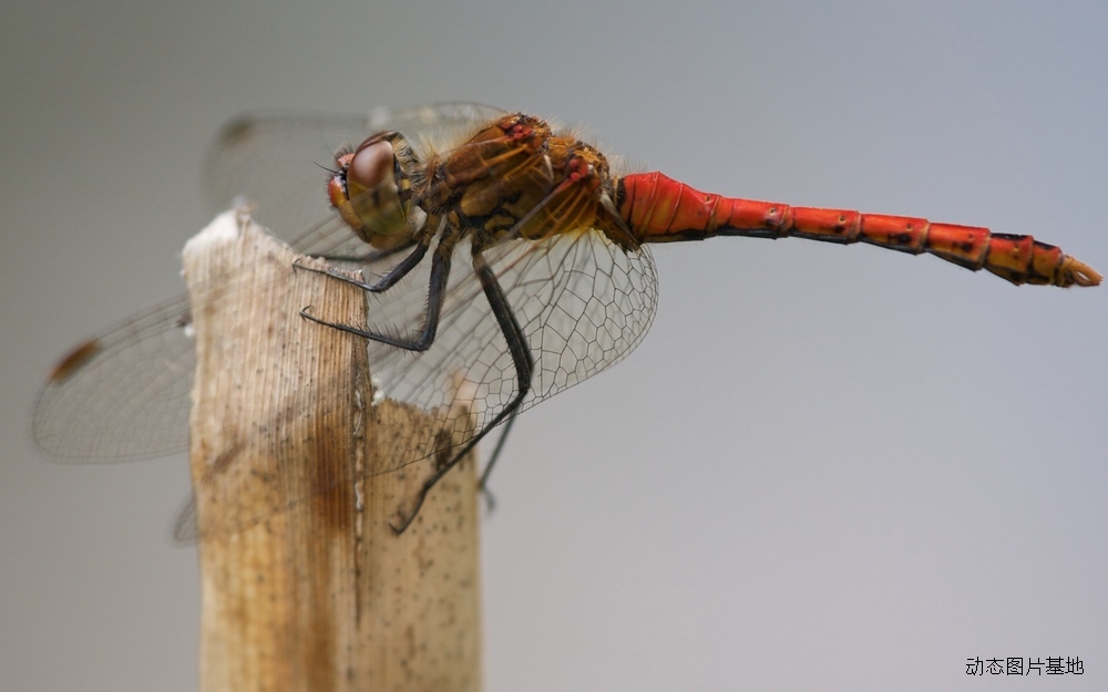 图片描述：红蜻蜓,尺寸：2560X1600px 