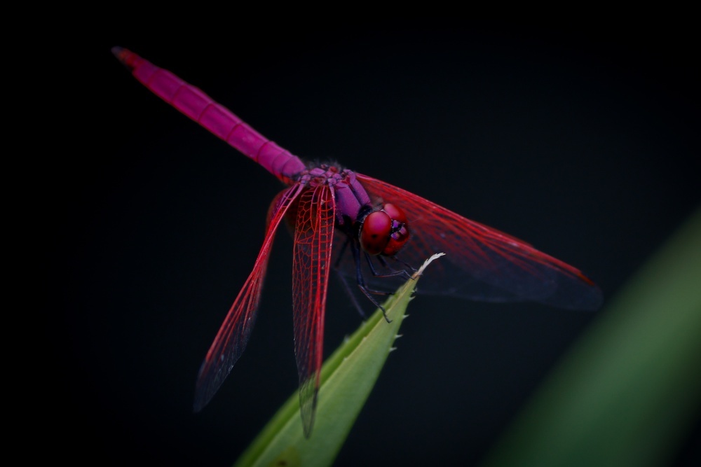 图片描述：红蜻蜓,尺寸：4161X2774px 