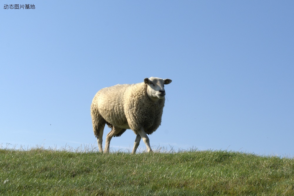 图片描述：肥羊,尺寸：4381X2923px 